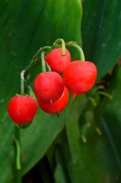 Bordeaux Lily Of The Valley (Convallaria) - 1 Gallon Pot -Garden Plant Shop convallaria majalis bordeaux lily of the valley 2