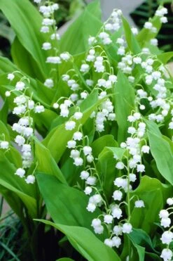 Bordeaux Lily Of The Valley (Convallaria) - 1 Gallon Pot -Garden Plant Shop convallaria majalis bordeaux lily of the valley 3