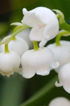 Lily Of The Valley (Convallaria Majalis) - 5 Pack Quart Pots -Garden Plant Shop convallaria majalis lily of the valley 12