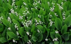 Lily Of The Valley (Convallaria Majalis) - 5 Pack Quart Pots -Garden Plant Shop convallaria majalis lily of the valley 14