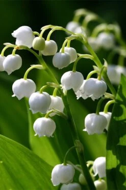Lily Of The Valley (Convallaria Majalis) - 5 Pack Quart Pots -Garden Plant Shop convallaria majalis lily of the valley 15