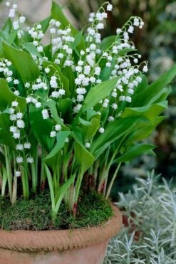 Lily Of The Valley (Convallaria Majalis) - 5 Pack Quart Pots -Garden Plant Shop convallaria majalis lily of the valley 23