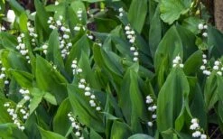 Lily Of The Valley (Convallaria Majalis) - 5 Pack Quart Pots -Garden Plant Shop convallaria majalis lily of the valley 24