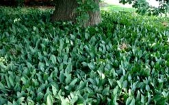 Lily Of The Valley (Convallaria Majalis) - 5 Pack Quart Pots -Garden Plant Shop convallaria majalis lily of the valley 25