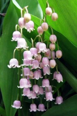 Pink Lily Of The Valley (Convallaria Majalis 'Rosea') - 1 Gallon Pot -Garden Plant Shop convallaria majalis rosea pink lily of the valley 1