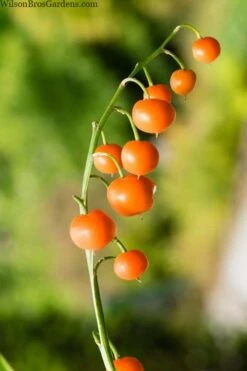 Pink Lily Of The Valley (Convallaria Majalis 'Rosea') - 1 Gallon Pot -Garden Plant Shop convallaria majalis rosea pink lily of the valley 5