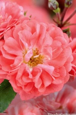 Coral Drift Groundcover Rose - 3 Gallon Pot -Garden Plant Shop coral drift rose 101 1