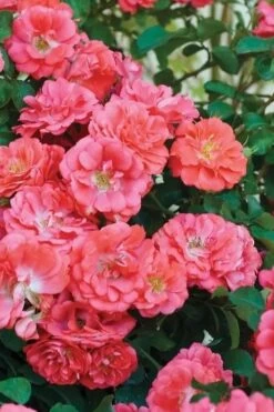 Coral Drift Groundcover Rose - 2 Gallon Pot 11 Coral Drift Groundcover Rose - 2 Gallon Pot -Garden Plant Shop coral drift rose 102