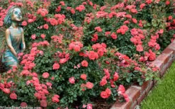 Coral Drift Groundcover Rose - 3 Gallon Pot -Garden Plant Shop coral drift rose 104 1