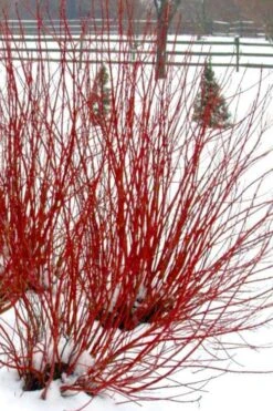 Ivory Halo Tatarian Dogwood (Cornus Alba) - 3 Gallon Pot 13 Ivory Halo Tatarian Dogwood (Cornus Alba) - 3 Gallon Pot -Garden Plant Shop cornus alba ivory halo tatarian dogwood 11 1