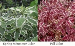 Ivory Halo Tatarian Dogwood (Cornus Alba) - 3 Gallon Pot 16 Ivory Halo Tatarian Dogwood (Cornus Alba) - 3 Gallon Pot -Garden Plant Shop cornus alba ivory halo tatarian dogwood 12 1