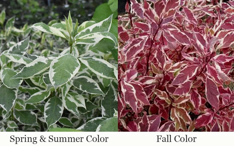 Ivory Halo Tatarian Dogwood (Cornus Alba) - 3 Gallon Pot 7 Ivory Halo Tatarian Dogwood (Cornus Alba) - 3 Gallon Pot - Image 7