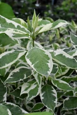 Ivory Halo Tatarian Dogwood (Cornus Alba) - 3 Gallon Pot