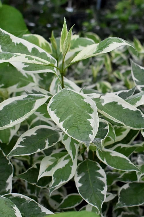 Ivory Halo Tatarian Dogwood (Cornus Alba) - 1 Gallon Pot 1 Ivory Halo Tatarian Dogwood (Cornus Alba) - 1 Gallon Pot