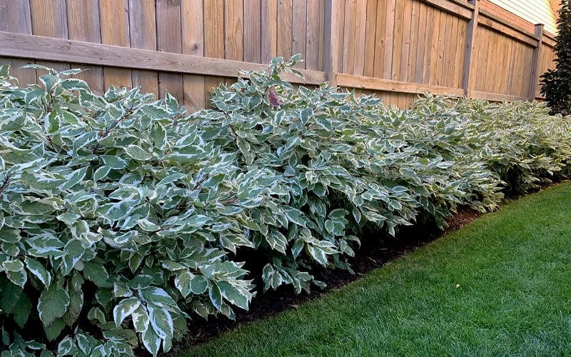 Ivory Halo Tatarian Dogwood (Cornus Alba) - 3 Gallon Pot 8 Ivory Halo Tatarian Dogwood (Cornus Alba) - 3 Gallon Pot - Image 8