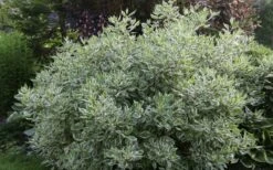 Ivory Halo Tatarian Dogwood (Cornus Alba) - 3 Gallon Pot 12 Ivory Halo Tatarian Dogwood (Cornus Alba) - 3 Gallon Pot -Garden Plant Shop cornus alba ivory halo tatarian dogwood 5 1