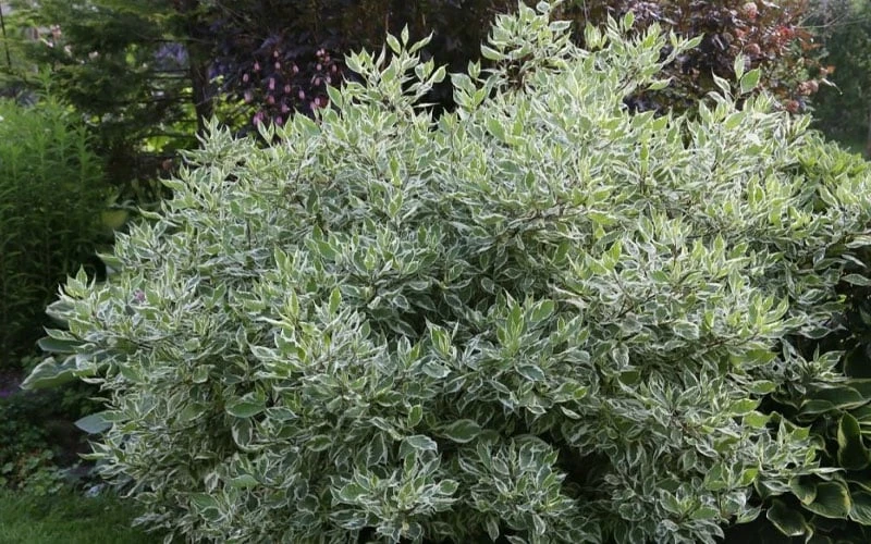 Ivory Halo Tatarian Dogwood (Cornus Alba) - 3 Gallon Pot 3 Ivory Halo Tatarian Dogwood (Cornus Alba) - 3 Gallon Pot - Image 3