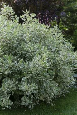 Ivory Halo Tatarian Dogwood (Cornus Alba) - 3 Gallon Pot 18 Ivory Halo Tatarian Dogwood (Cornus Alba) - 3 Gallon Pot -Garden Plant Shop cornus alba ivory halo tatarian dogwood 6 1