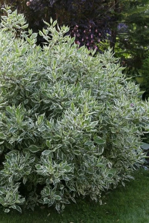 Ivory Halo Tatarian Dogwood (Cornus Alba) - 3 Gallon Pot 9 Ivory Halo Tatarian Dogwood (Cornus Alba) - 3 Gallon Pot - Image 9