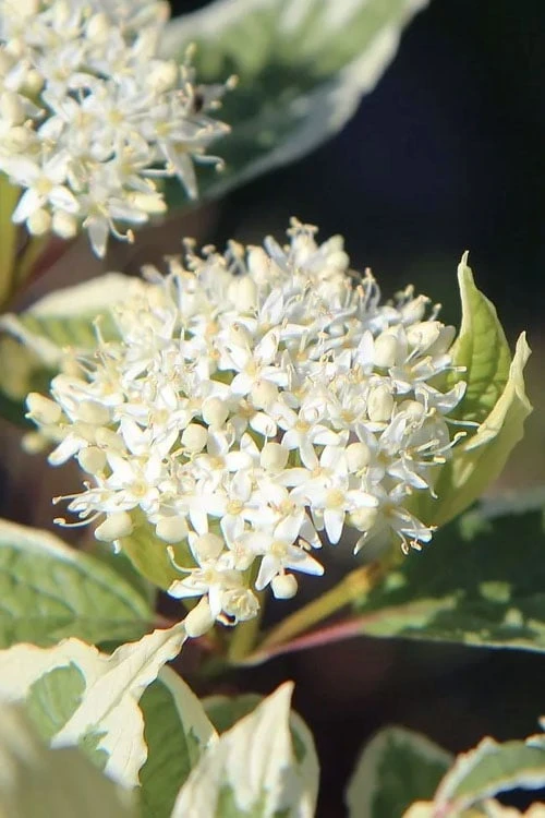 Ivory Halo Tatarian Dogwood (Cornus Alba) - 3 Gallon Pot 5 Ivory Halo Tatarian Dogwood (Cornus Alba) - 3 Gallon Pot - Image 5