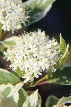 Ivory Halo Tatarian Dogwood (Cornus Alba) - 1 Gallon Pot 14 Ivory Halo Tatarian Dogwood (Cornus Alba) - 1 Gallon Pot -Garden Plant Shop cornus alba ivory halo tatarian dogwood 7