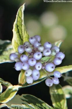 Ivory Halo Tatarian Dogwood (Cornus Alba) - 1 Gallon Pot 15 Ivory Halo Tatarian Dogwood (Cornus Alba) - 1 Gallon Pot -Garden Plant Shop cornus alba ivory halo tatarian dogwood 8