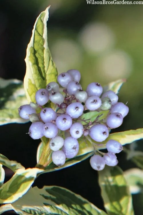 Ivory Halo Tatarian Dogwood (Cornus Alba) - 1 Gallon Pot 6 Ivory Halo Tatarian Dogwood (Cornus Alba) - 1 Gallon Pot - Image 6