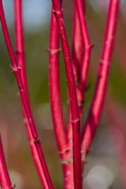 Ivory Halo Tatarian Dogwood (Cornus Alba) - 3 Gallon Pot 19 Ivory Halo Tatarian Dogwood (Cornus Alba) - 3 Gallon Pot -Garden Plant Shop cornus alba ivory halo tatarian dogwood 9 1