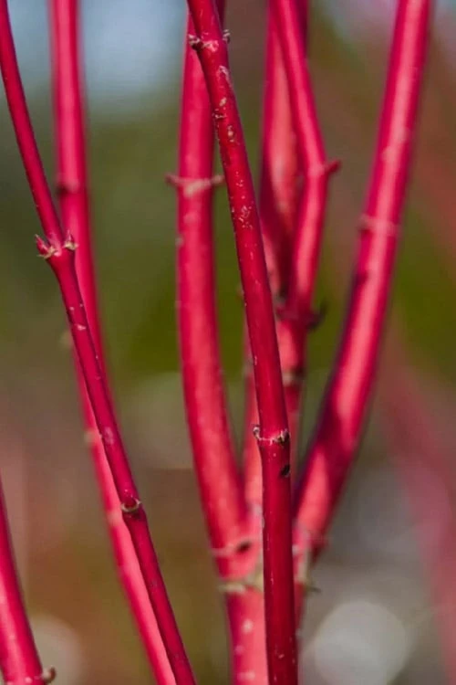 Ivory Halo Tatarian Dogwood (Cornus Alba) - 3 Gallon Pot 10 Ivory Halo Tatarian Dogwood (Cornus Alba) - 3 Gallon Pot - Image 10
