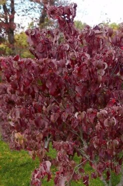 Cloud 9 Dogwood Tree - 1 Gallon Pot 9 Cloud 9 Dogwood Tree - 1 Gallon Pot -Garden Plant Shop cornus florida cloud 9 dogwood 4