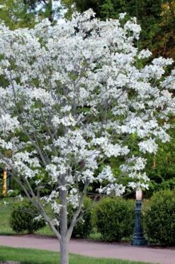 Cloud 9 Dogwood Tree - 1 Gallon Pot 8 Cloud 9 Dogwood Tree - 1 Gallon Pot -Garden Plant Shop cornus florida cloud 9 dogwood 5