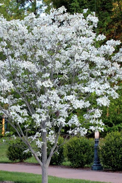 Cloud 9 Dogwood Tree - 1 Gallon Pot 4 Cloud 9 Dogwood Tree - 1 Gallon Pot - Image 4