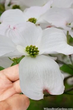 Cloud 9 Dogwood Tree - 1 Gallon Pot