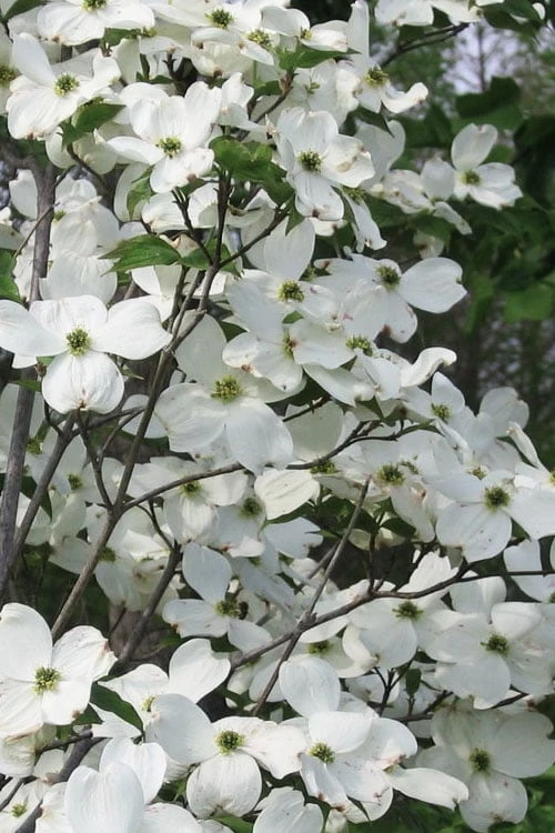 Jean's Appalachian Snow White Dogwood Tree - 7 Gallon Pot (5-6') 1 Jean's Appalachian Snow White Dogwood Tree - 7 Gallon Pot (5-6')