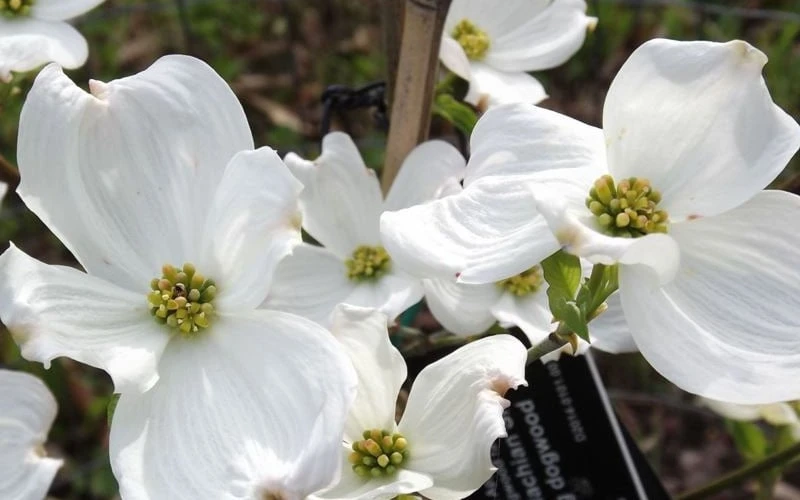 Jean's Appalachian Snow White Dogwood Tree - 7 Gallon Pot (4-5') 7 Jean's Appalachian Snow White Dogwood Tree - 7 Gallon Pot (4-5') - Image 7