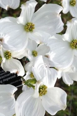 Jean's Appalachian Snow White Dogwood Tree - 5 Gallon Pot -Garden Plant Shop cornus florida jeans appalachian snow white dogwood 5 3