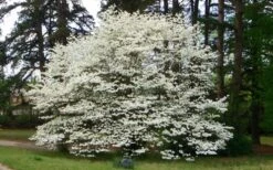 Native White Flowering Dogwood (Cornus Florida) - 3 Gallon Pot 14 Native White Flowering Dogwood (Cornus Florida) - 3 Gallon Pot -Garden Plant Shop cornus florida white flowering dogwood 1