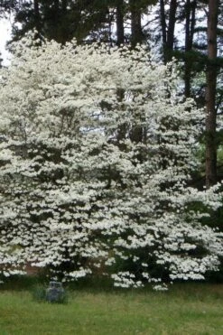 Native White Flowering Dogwood (Cornus Florida) - 3 Gallon Pot 20 Native White Flowering Dogwood (Cornus Florida) - 3 Gallon Pot -Garden Plant Shop cornus florida white flowering dogwood 2