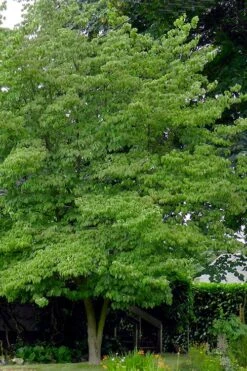 Native White Flowering Dogwood (Cornus Florida) - 3 Gallon Pot 15 Native White Flowering Dogwood (Cornus Florida) - 3 Gallon Pot -Garden Plant Shop cornus florida white flowering dogwood 3