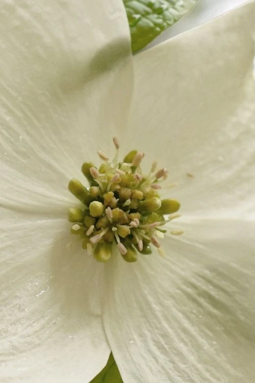 Native White Flowering Dogwood (Cornus Florida) - 3 Gallon Pot 11 Native White Flowering Dogwood (Cornus Florida) - 3 Gallon Pot - Image 11