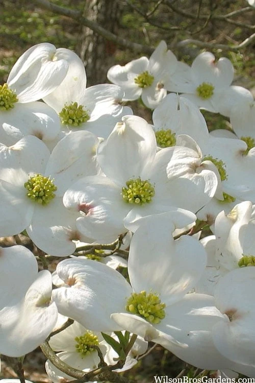 Native White Flowering Dogwood (Cornus Florida) - 3 Gallon Pot 1 Native White Flowering Dogwood (Cornus Florida) - 3 Gallon Pot