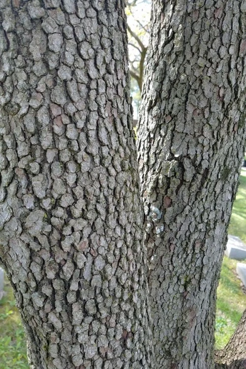 Native White Flowering Dogwood (Cornus Florida) - 3 Gallon Pot 7 Native White Flowering Dogwood (Cornus Florida) - 3 Gallon Pot - Image 7
