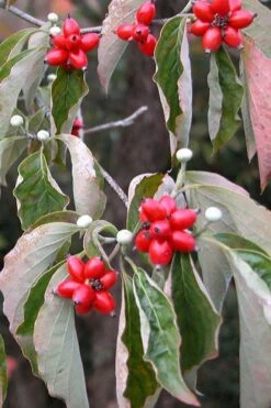 Native White Flowering Dogwood (Cornus Florida) - 3 Gallon Pot 18 Native White Flowering Dogwood (Cornus Florida) - 3 Gallon Pot -Garden Plant Shop cornus florida white flowering dogwood fruit berries 9