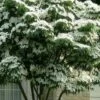 White Kousa Chinese Dogwood (Multi-Trunk) - 7 Gallon Pot (3-4')