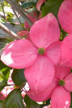 Pink Chinese Dogwood - Cornus Kousa 'Satomi' - 3 Gallon Pot -Garden Plant Shop cornus kousa satomi pink dogwood 20 1