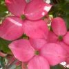Pink Chinese Dogwood - Cornus Kousa 'Satomi' - 3 Gallon Pot