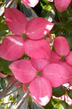 Pink Chinese Dogwood - Cornus Kousa 'Satomi' - 5 Gallon Pot