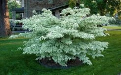 Wolf Eyes Variegated Kousa Dogwood - 5 Gallon Pot 14 Wolf Eyes Variegated Kousa Dogwood - 5 Gallon Pot -Garden Plant Shop cornus kousa wolf eyes dogwood tree 20