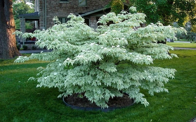 Wolf Eyes Variegated Kousa Dogwood - 5 Gallon Pot 6 Wolf Eyes Variegated Kousa Dogwood - 5 Gallon Pot - Image 6