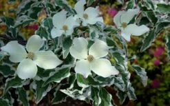 Wolf Eyes Variegated Kousa Dogwood - 5 Gallon Pot 16 Wolf Eyes Variegated Kousa Dogwood - 5 Gallon Pot -Garden Plant Shop cornus kousa wolf eyes dogwood tree 21